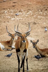 Antilope