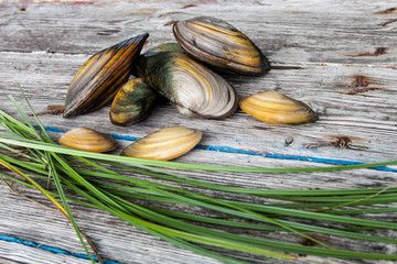 Shells of river mollusks on a textured wooden background