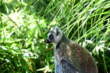 Lemure catta