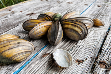 Fototapeta na wymiar Shells of river mollusks on a textured wooden background
