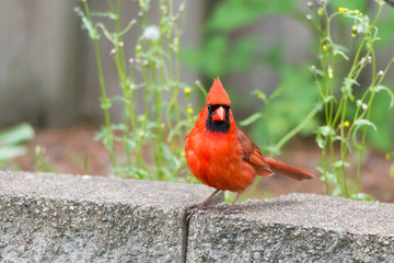 Cardinal