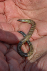 Namibia namib desert blindworm hand