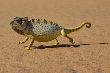 Namibia namib desert chameleon