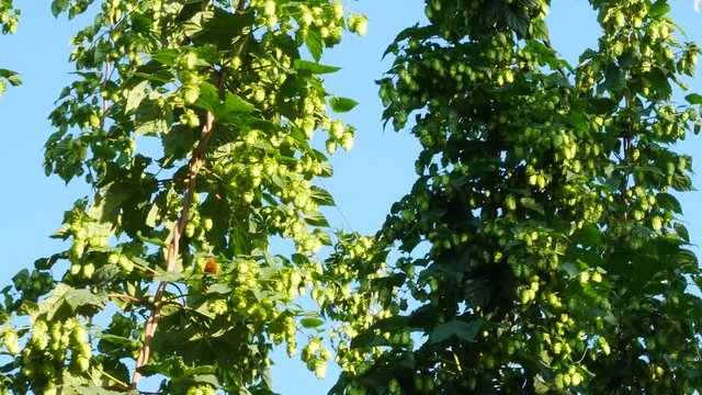 Detail of Hop Field before Harvest. Panning.