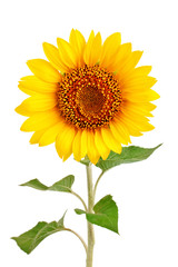Beautiful sunflower on white background.