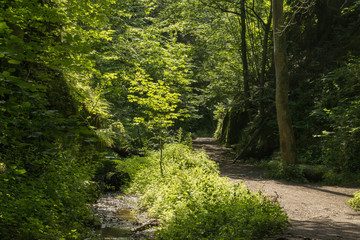 Fototapeta na wymiar Drachenschlucht Thüringer Wald Eisenach 
