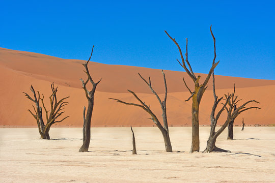 Namibia namib desert deadvlei © LUC KOHNEN