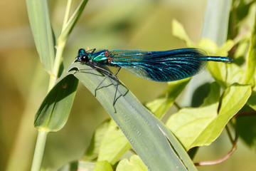 Gebänderte Prachtlibelle im Portrait