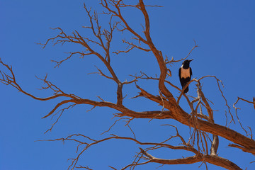 Namibia namib desert sossusvlei dead tree bird