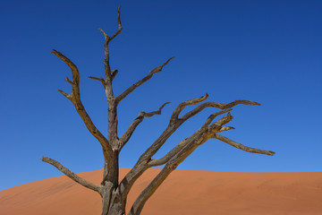 Namibia namib desert Sossusvlei