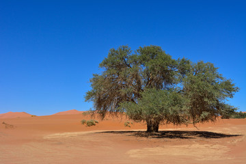 Namibia namib desert Sossusvlei