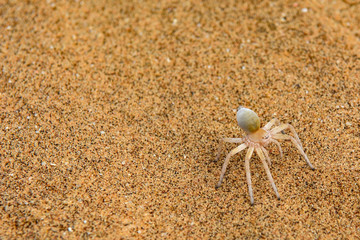 Namibia namib desert wheel spider