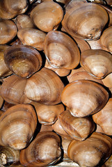 Baja Chocolate Clams, Megapitaria squalida