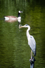 Reier im Flug