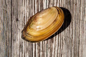 Shells of river mollusks on a textured wooden background