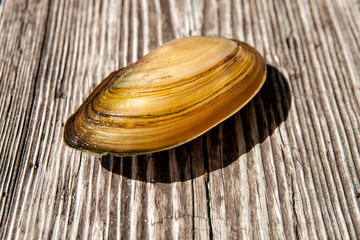 Shells of river mollusks on a textured wooden background