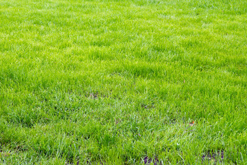 Rasen / gepflegter grüner Rasen