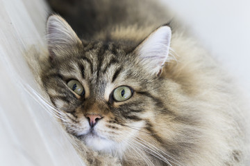 Gorgeous male cat of siberian breed, brown tabby mackerel version