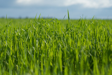 Fototapeta premium Sky and grass background, fresh green fields under the blue sky in summer