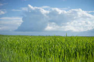 Sky and grass background, fresh green fields under the blue sky in summer