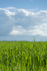 Sky and grass background, fresh green fields under the blue sky in summer