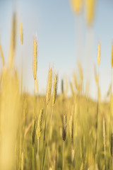 golden wheat field and sunny day