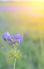 Violet, wild flowers with sunlight. Close up.
