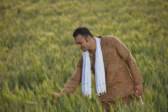 Indian farmer in wheat field 