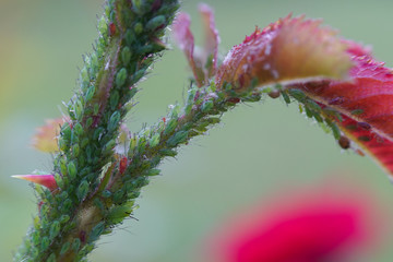 Extreme magnification - Green aphids on a plant.