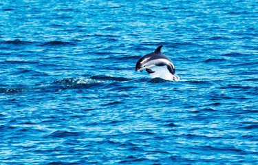 Fototapeta premium Dolphin jumping out of the Atlantic Ocean in Main