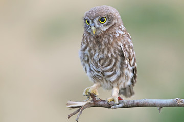 Little owl on branch 