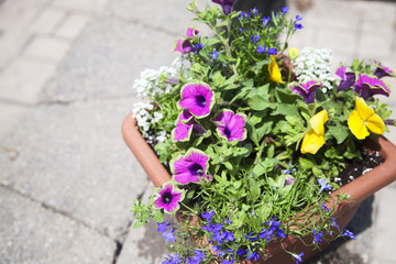 petunia planter
