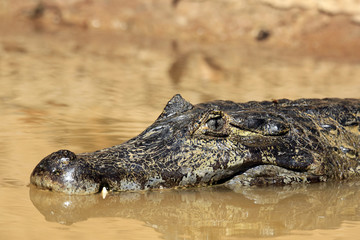 Close-up of a Spectacled Caiman (aka Common Caiman, White Caiman) in the Water. Rio Claro, Pantanal, Brazil
