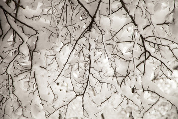 snow covered branches