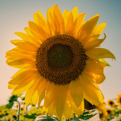 Flower sunflower against the sky