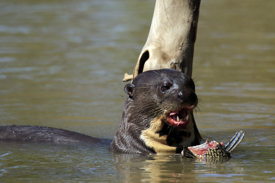 Giant Otter Feeding in the River. Pantanal, Brazil