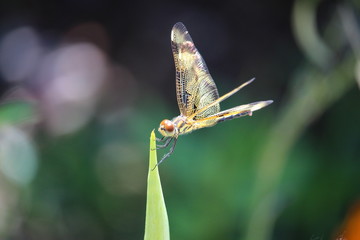 Dragonfly Landing