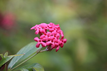 Pink Cluster