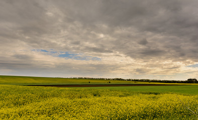 Canola Field