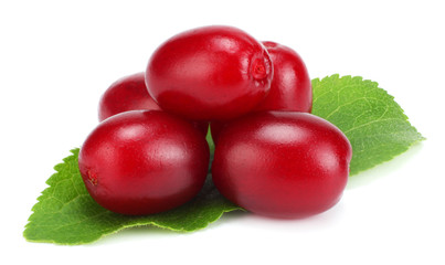 dogwood berries isolated on white background