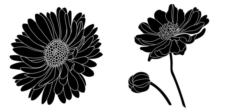 Graphical black daisy flower illustration. Vector illustration.