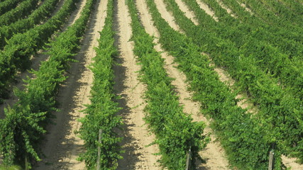 Fototapeta na wymiar Rows of vineyards in abruzzo