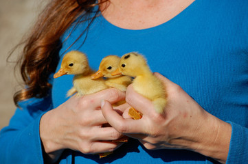 Segurando os patinhos