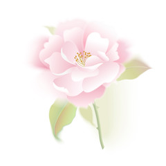 Flower rose on white background.
