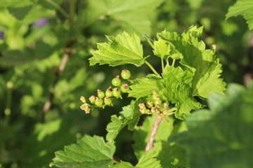 Red currant