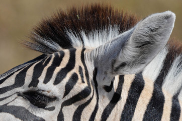 Zebrafrisur