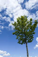 Single tree with blue sky in the background