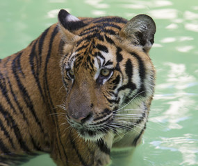 Cool Cat in Phuket Thailand