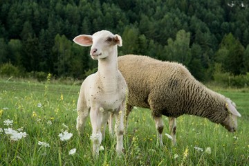 Obraz na płótnie Canvas Lamb and sheep on meadow. Slovakia