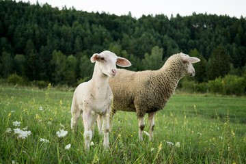 Obraz premium Lamb and sheep on meadow. Slovakia